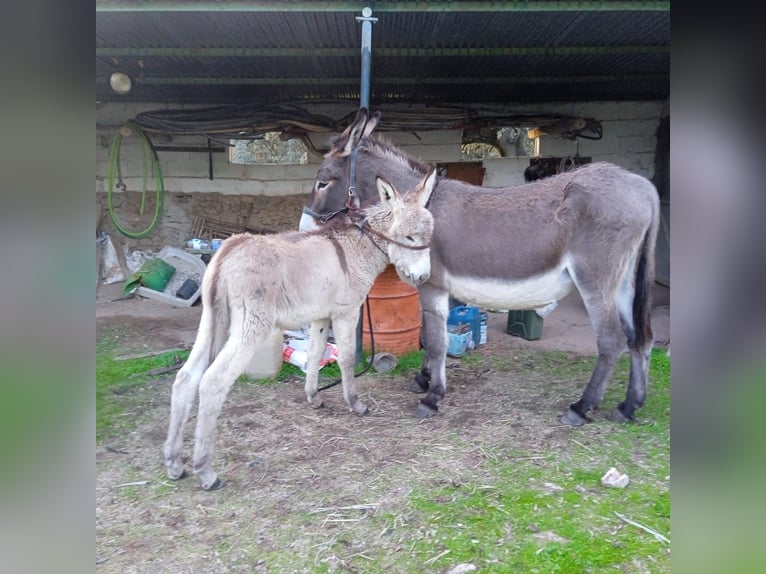 Âne Étalon Poulain (07/2024) 122 cm Peut devenir gris in Cardeña, Córdoba