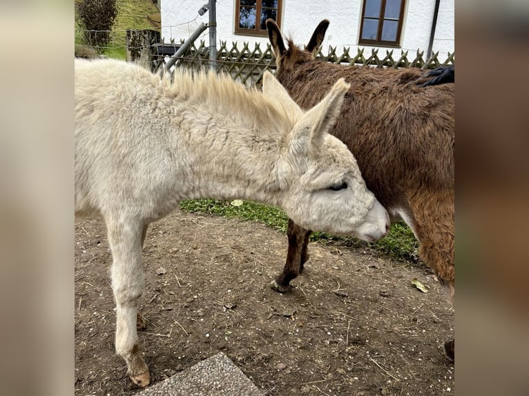 Âne Étalon Poulain (05/2024) 84 cm Gris in Übersee