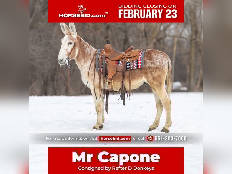 Âne Hongre 10 Ans 147 cm Rouan Rouge in Hastings