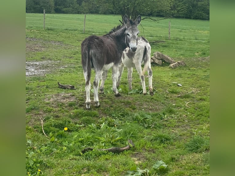 Âne Hongre 11 Ans 105 cm Bai in Linkenbach