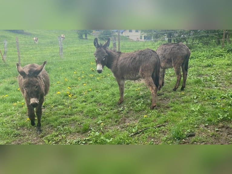 Âne Hongre 11 Ans 105 cm Bai in Linkenbach