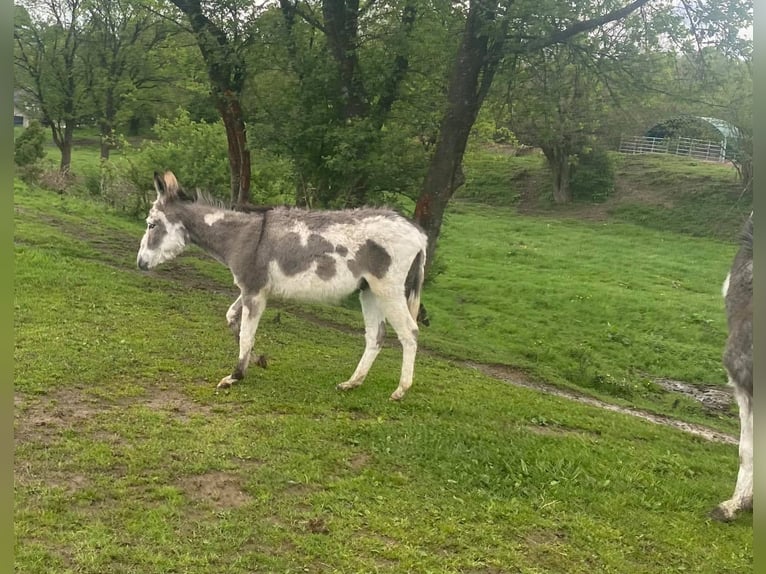 Âne Hongre 11 Ans 105 cm Bai in Linkenbach