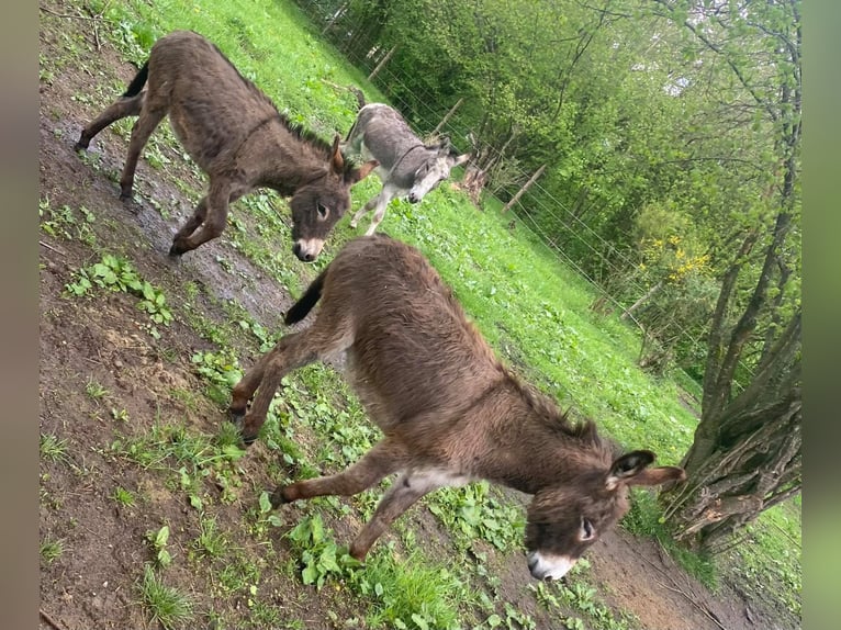 Âne Hongre 11 Ans 105 cm Bai in Linkenbach