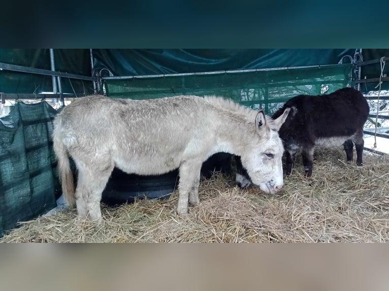 Âne Hongre 11 Ans 105 cm Bai in Linkenbach