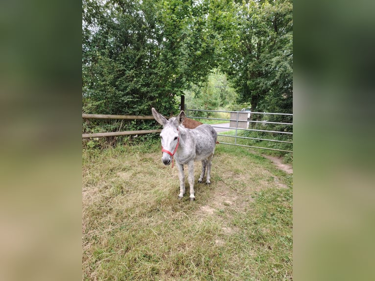 Âne Hongre 12 Ans 125 cm Gris moucheté in Soligny la trappe