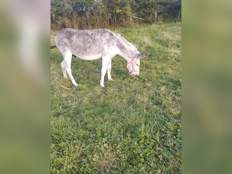 Âne Hongre 12 Ans 125 cm Gris moucheté in Soligny la trappe