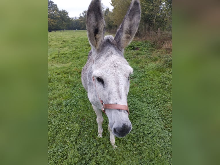 Âne Hongre 12 Ans 125 cm Gris moucheté in Soligny la trappe