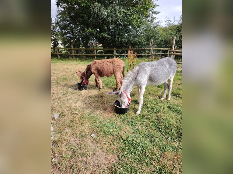 Âne Hongre 12 Ans 125 cm Gris moucheté in Soligny la trappe