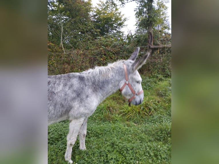 Âne Hongre 12 Ans 125 cm Gris moucheté in Soligny la trappe