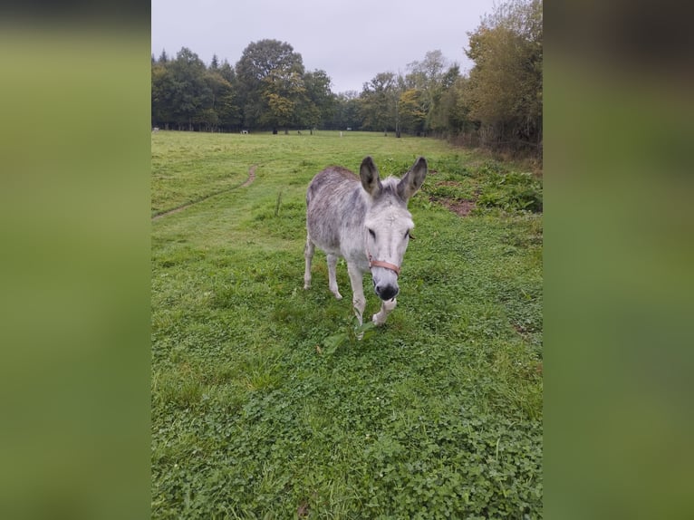 Âne Hongre 12 Ans 125 cm Gris moucheté in Soligny la trappe