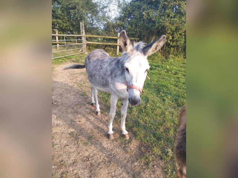 Âne Hongre 12 Ans 125 cm Gris moucheté in Soligny la trappe