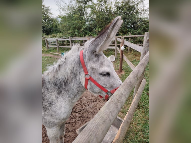 Âne Hongre 12 Ans 125 cm Gris moucheté in Soligny la trappe