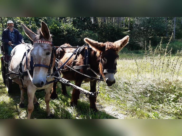 Âne Hongre 13 Ans 150 cm Bai brun in Herzfeld