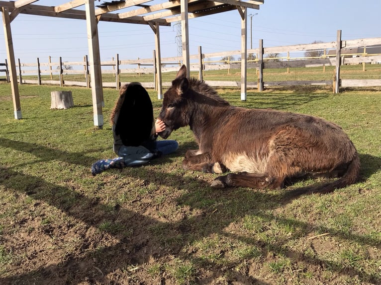 Âne Hongre 18 Ans 105 cm Bai clair in Bad Saulgau