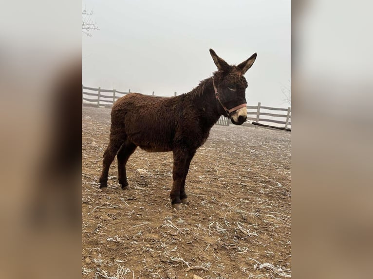 Âne Hongre 4 Ans 120 cm Bai brun in Rechnitz