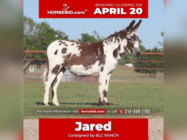 Âne Hongre 5 Ans 117 cm Pinto in Grand Saline