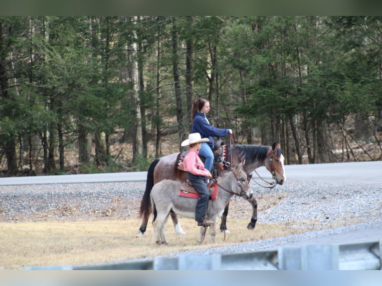 Âne Hongre 6 Ans 97 cm Gris in Rebersburg, PA