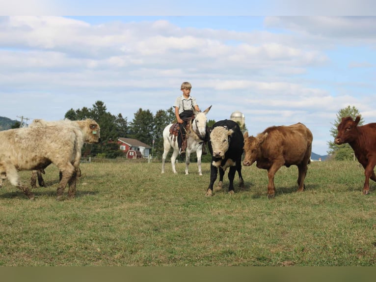 Âne Hongre 7 Ans 107 cm in Rebersburg