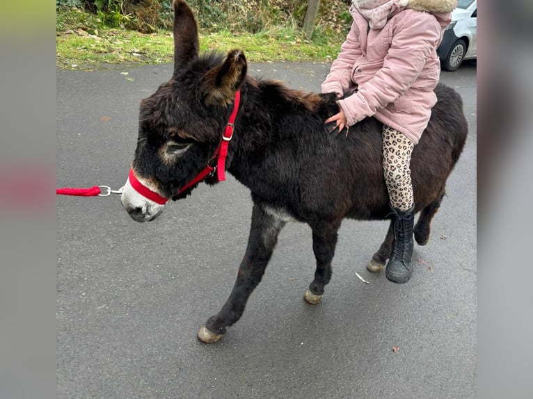 Âne Hongre 7 Ans 110 cm Pinto in Linkenbach