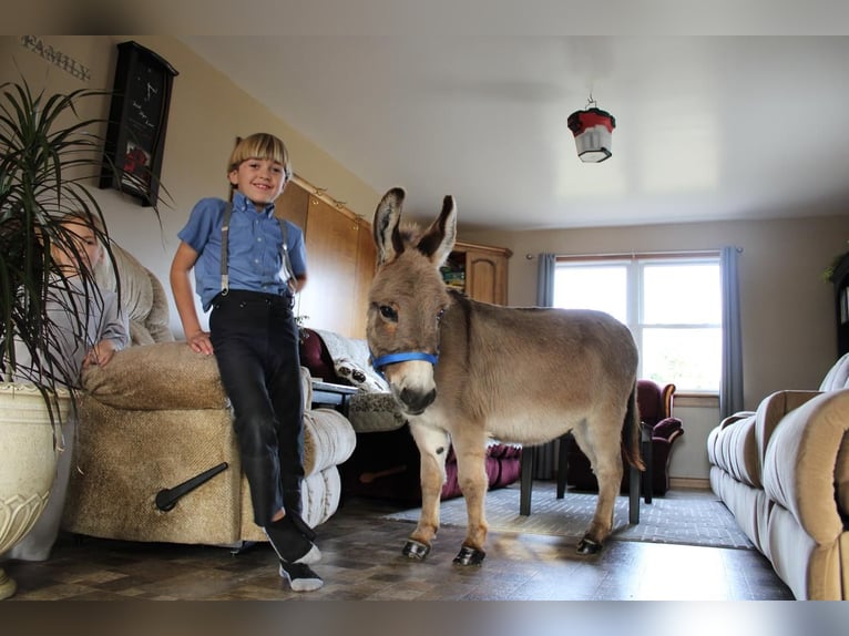 Âne Hongre 9 Ans 86 cm Gris in Rebersburg, PA