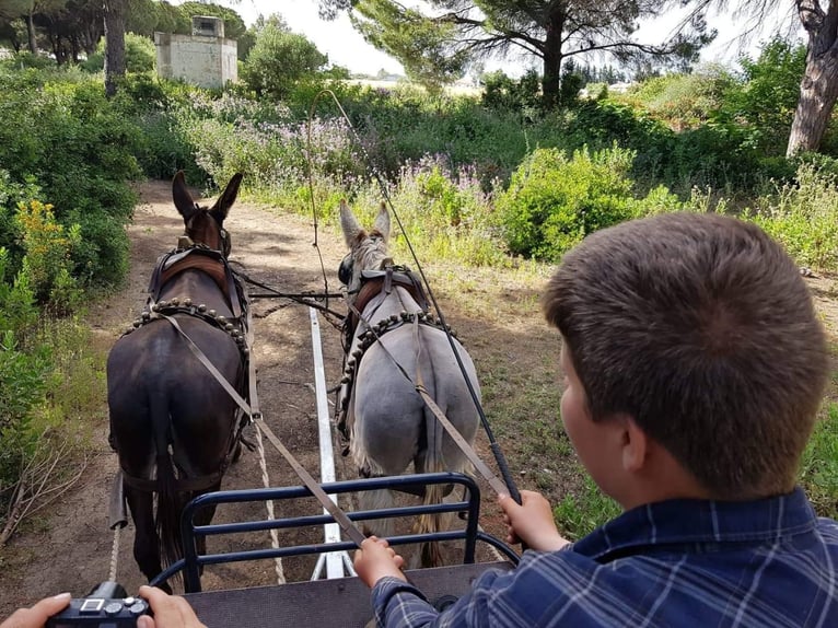 Âne Jument 10 Ans in Chiclana de la Frontera