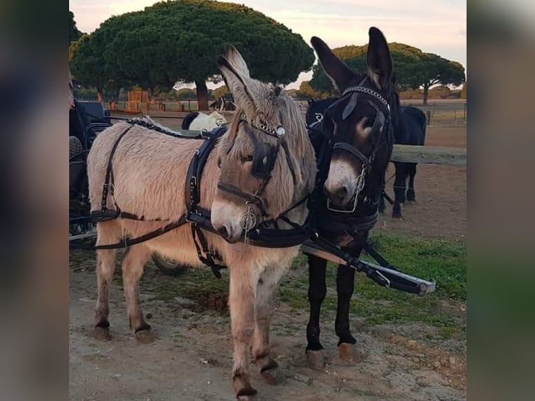 Âne Jument 10 Ans in Chiclana de la Frontera