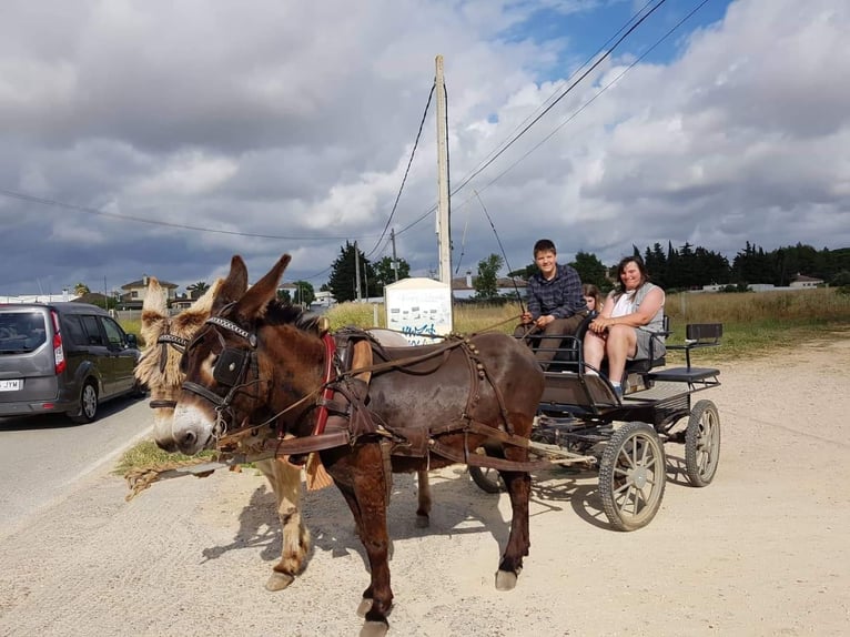 Âne Jument 10 Ans in Chiclana de la Frontera