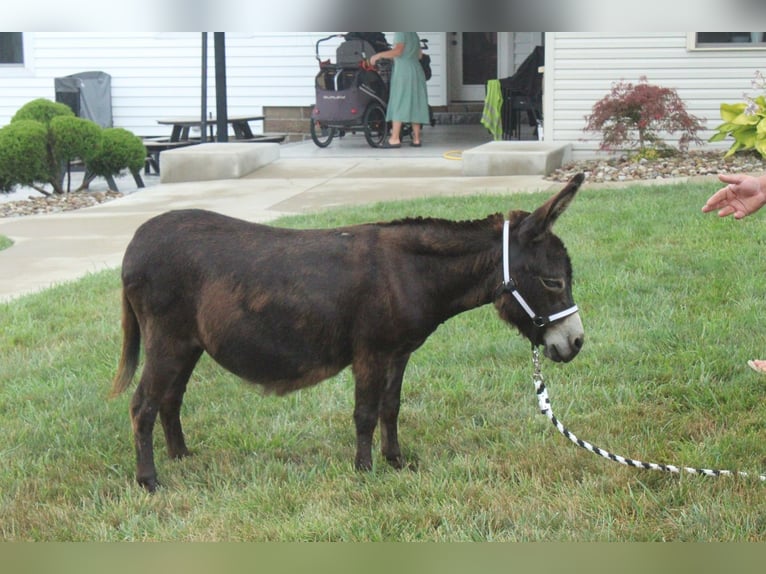 Âne Jument 11 Ans 81 cm Bai in Millersburg