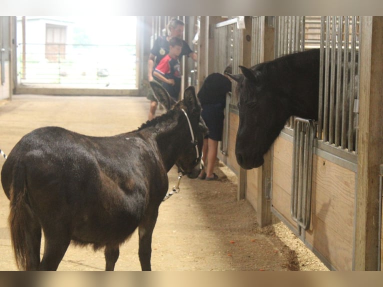 Âne Jument 11 Ans 81 cm Bai in Millersburg