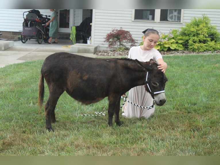 Âne Jument 11 Ans 81 cm Bai in Millersburg