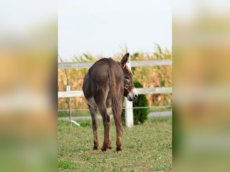 Âne Jument 13 Ans 125 cm Bai in radziejów