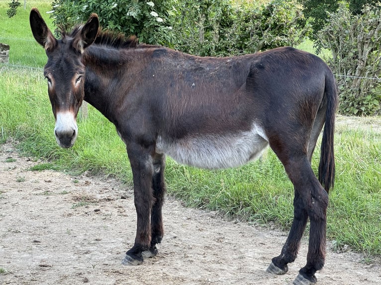 Âne Jument 13 Ans 146 cm Bai brun in Bornich