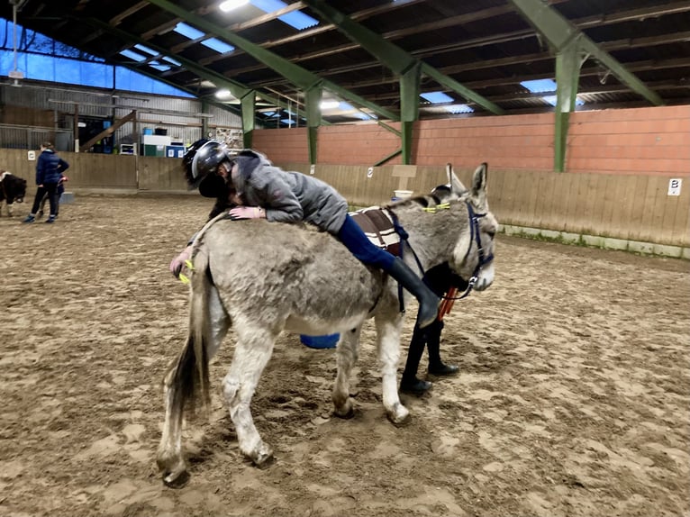 Âne Jument 15 Ans 135 cm in D&#xF6;tlingen