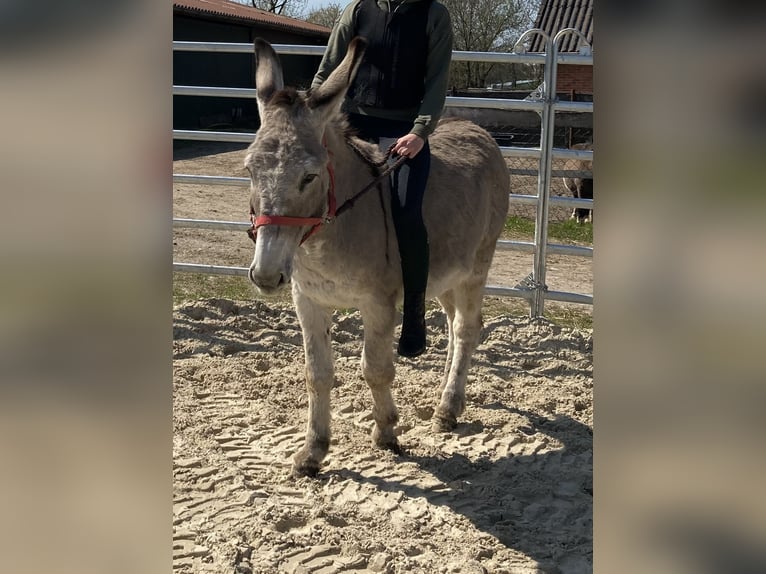 Âne Jument 15 Ans 135 cm in D&#xF6;tlingen