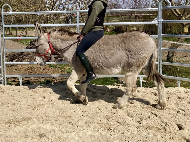 Âne Jument 15 Ans 135 cm in D&#xF6;tlingen