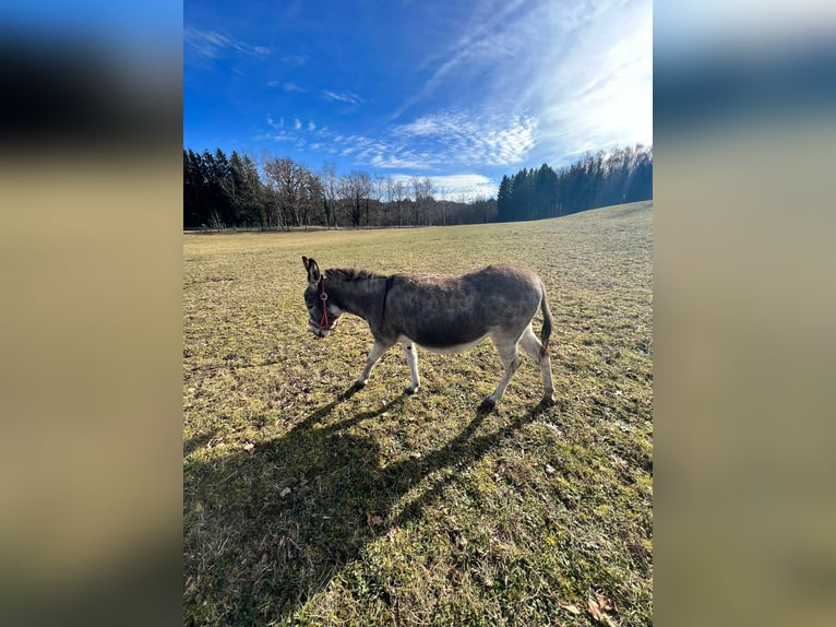 Âne Jument 16 Ans 105 cm Gris pommelé in Pähl