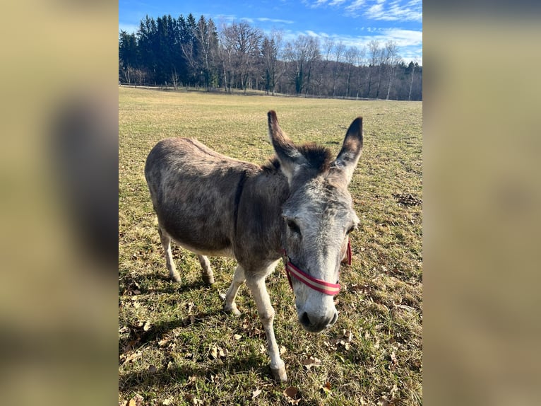 Âne Jument 16 Ans 105 cm Gris pommelé in Pähl