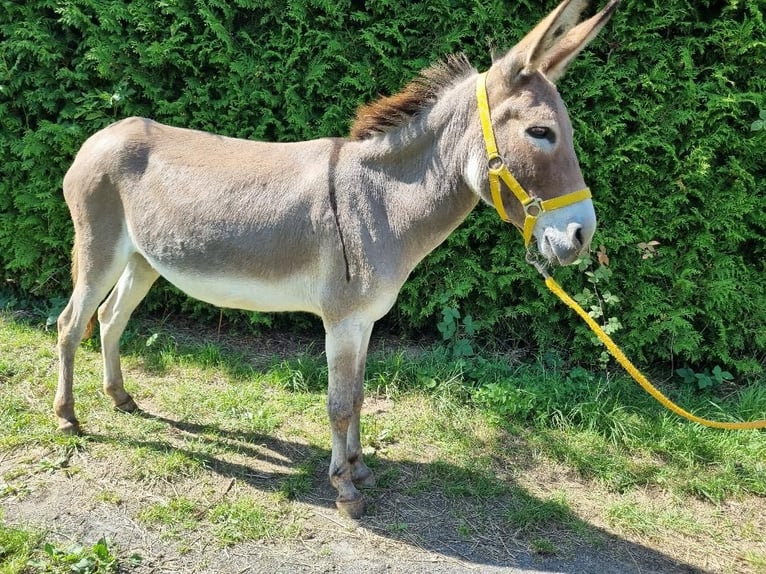 Âne Jument 17 Ans 124 cm Isabelle in Euskirchen