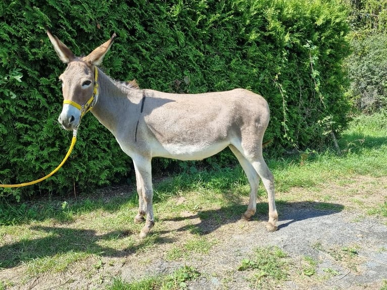 Âne Jument 17 Ans 124 cm Isabelle in Euskirchen