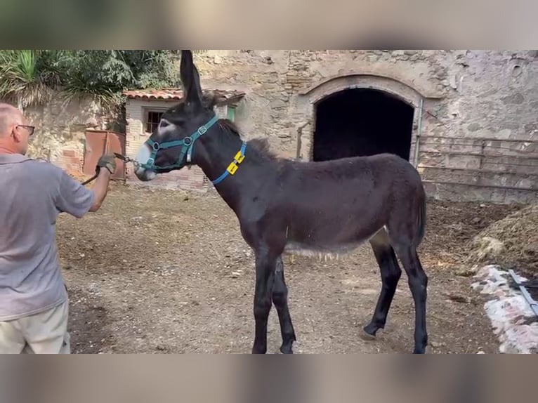 Âne Jument 1 Année 140 cm Noir in BERGA, CATALUNYA