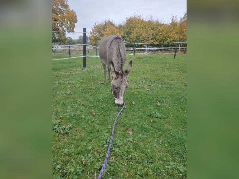 Âne Croisé Jument 3 Ans 120 cm Rouan bleu in Bad Oeynhausen