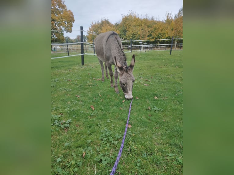 Âne Croisé Jument 3 Ans 120 cm Rouan bleu in Bad Oeynhausen