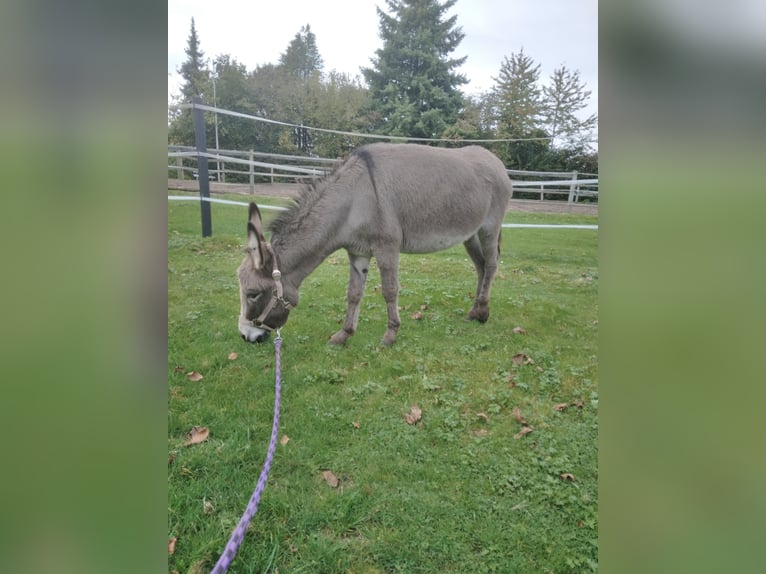 Âne Croisé Jument 3 Ans 120 cm Rouan bleu in Bad Oeynhausen