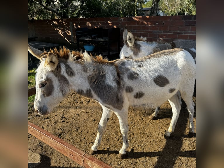 Âne Jument 3 Ans 135 cm in Lliça D&#39;Amunt