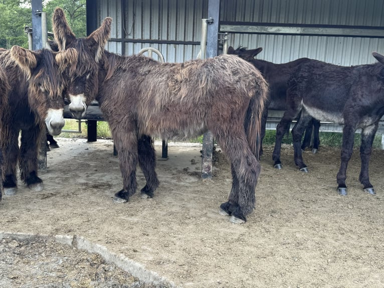 Âne Jument 3 Ans 140 cm Bai in Bornich