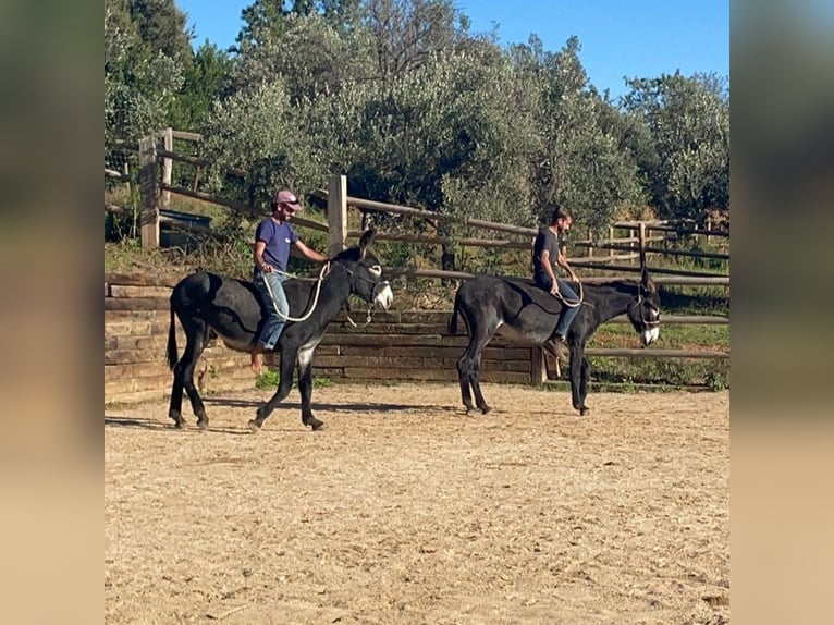 Âne Jument 4 Ans 151 cm Noir in BERGA, BARCELONA