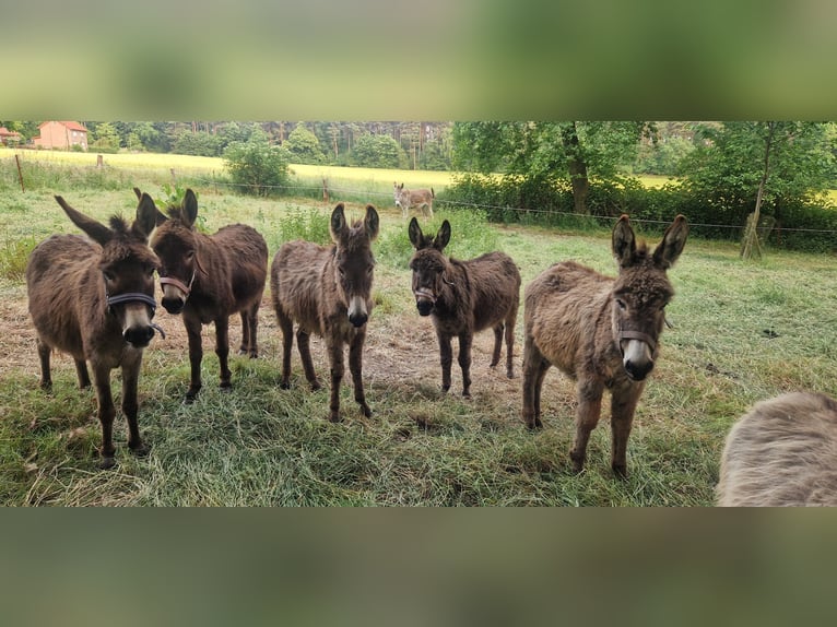 Âne Jument 5 Ans 100 cm Bai in Reken