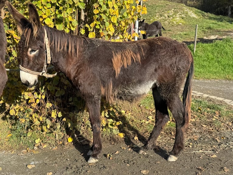 Âne Jument 5 Ans 138 cm Bai brun in Bornich