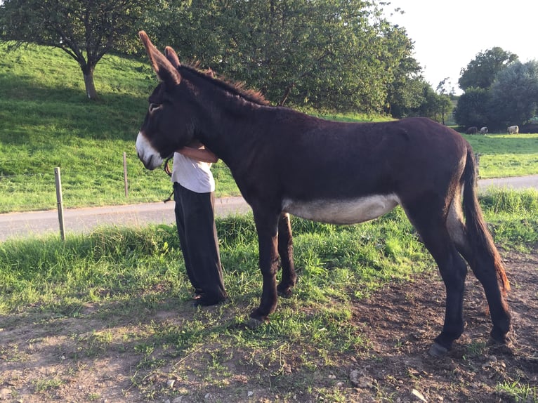 Âne Jument 6 Ans 155 cm Bai brun in Bornich