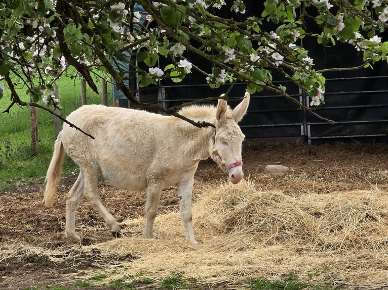 Âne Jument 7 Ans 130 cm Cremello in Linkenbach